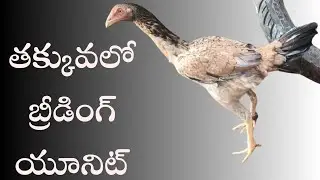 బ్రీడింగ్ యూనిట్ సేల్ #94900 84890