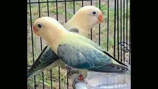 MUTATION OF LOVE BIRDS. WHICH BIRDS IN YOUR AVIARY. #BIRDS#LOVE BIRD'S.