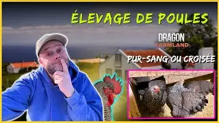 Choix des Races de Poules | Puret&eacute; vs Polyvalence - Un Regard Critique | Pur-Sang ou Crois&eacute;e