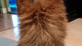 CopWatch T.O is doggy sitting  #dogs #viral #cutie