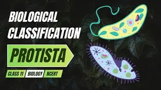 Biological Classification | 5 Kingdoms | Protista | Biology Class 11