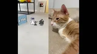#shorts #cat #funny #entertainment