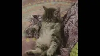 😺 Check out this adorable cat! Playful antics and sweet purrs that will melt your heart! ❤️