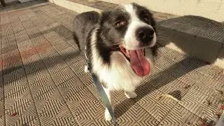 Rolezinho pelo interior com meu Border Collie