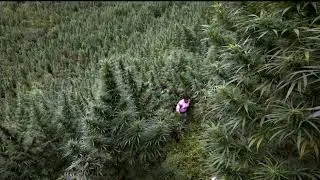 Maugli - Marihuana