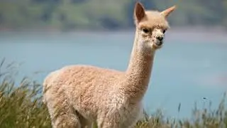 1 HOUR Alpaca Sounds!
