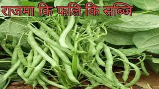 राजमा  कि फली कि सब्जि बनाने का सही तरिका (जो हमने terraceपर लगाये हुये है)