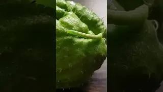 Green worm 🐛🐛, green squash #nature