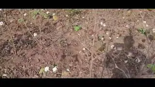 કપાસ ના નામનુ નાય નાખ્યુ