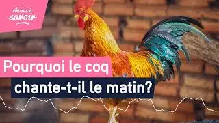Pourquoi le coq chante-t-il le matin ?