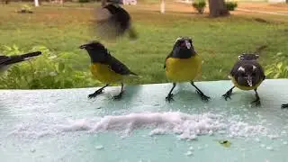 Feeding the Bananaquit Birds at Jolly Beach in Antigua