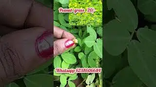 peanut  grass Rs 20/- whatsapp 6238606684