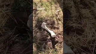 Cleaning up after a mountain lion: Leave no trace! 🏕️#shorts