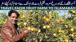 Citrus Orchards in Full Bloom 🍊 | Faqir Fruit Farm Attock + M-1 Motorway Travel Vlog