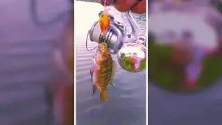 Tilapia  lure fishing -mini bean crank
