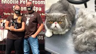 Pet grooming service on wheels | Localish