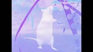 The Way You Make Me Rat