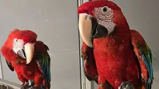 I&rsquo;m trying to help my macaws bond and eventually breed. #love #nature #funny #animals #macaw #cute 