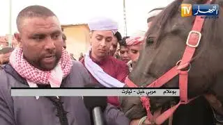 تیارت: مجهودات لتطوير تكاثر سلالات الخيول والمحافظة على نسلها