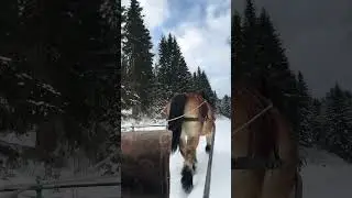 Winterwonderland!!! #drafthorse #ardenner #swedishwinter #sleighride #snow