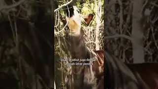 Okapi, hewan aneh yang mirip zebra dan jerapah ‼️