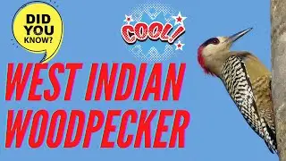 West Indian Woodpecker facts 🦜 found in the Bahamas 🇧🇸 Cayman Islands 🇰🇾 Cuba 🇨🇺