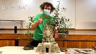 Мой храм Та Пром, горшки и деревья, зона бонсай, ноябрь 2022 г.