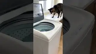 When Your Cat Starts the Foam Party🧼 #pets #cats #cuteanimals  #funnyshorts #washingmachine