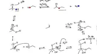 Mechanism of the Fischer Esterification in Organic Chemistry