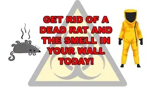 How to get rid of dead rat smell in the wall