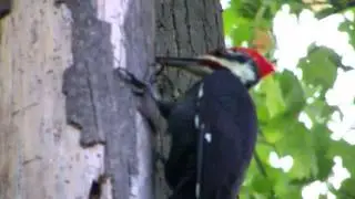 Woodpecker 10/1/2012