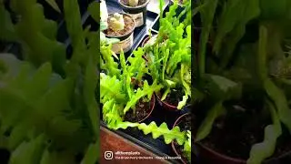 These babies are so attractive 🤩 #plants #plantporn #plantparenthood #houseplants