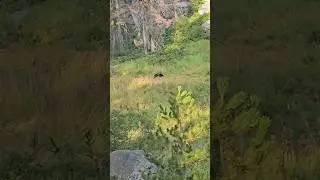 Bear encounter on Tharps trail in the #sequoia #nationalpark #hiking #nature #shorts #bear