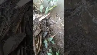 si kecil yg agresif
