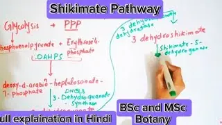 Shikimate Pathways|Importance|Plant metabolism|Bsc and MSc botany topic.
