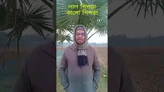 লাল পিপড়া VS কালো পিপড়া 🤣