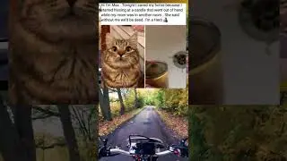Meet Mat The Cat. Also Our Hero 🐱&zwj;🏍🐱&zwj;🏍#wholesome #heroic #cats