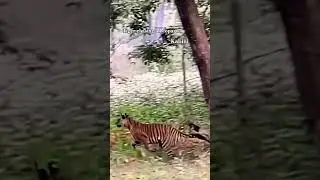 Tiger chasing a leopard at Kabini #trendingshorts #kabini #tiger #leopard #viralshorts #viralvideo
