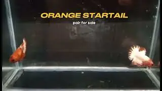 ORANGE STARTAIL PAIR FOR SALE #shorts #aquarium #bettafishforsale #bettafish #luv #fishtank #vlog