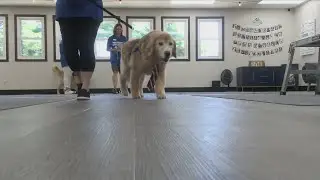 Therapy Dog Training Room Opening In Central Illinois