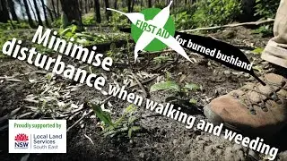 Minimise disturbance when walking and weeding: bush regeneration skills
