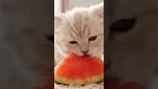 A kitten&rsquo;s first taste of watermelon🐱🍉