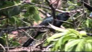 A Common Koel and Its Annoying Bird Call / Sound - A Black Bird with Distinctive Red Eyes