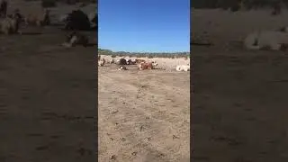 There's a herd of cows sunbathing in Sligo
