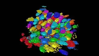 Visualizing plasma and endomembranes in a living zebrafish embryo eye