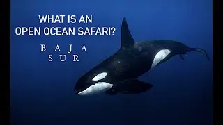 What is an Open Ocean Safari? BAJA SUR