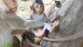 Cute Baby Animals #Shorts