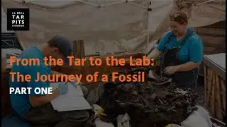 From the Tar to the Lab: The Journey of a Fossil (Part One)