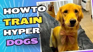 How To Calm Your Hyper Dog: Impulse Control Training That Actually Works