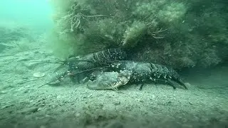 Baston de homards dans la cale de Jouvente, qui va gagner?!?